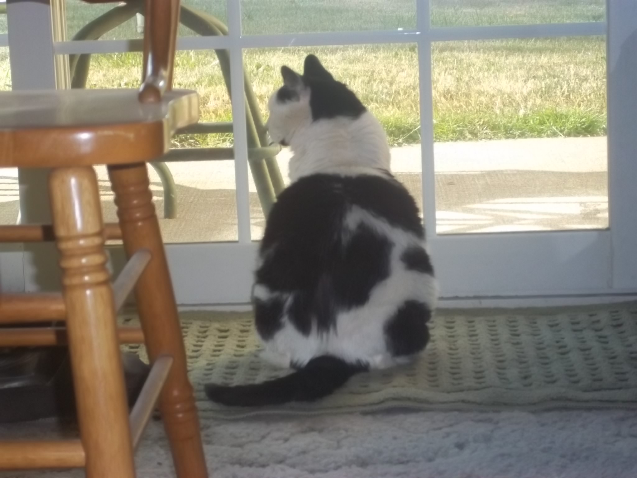 Do House Cats Need Vaccinations? People Loving Animals