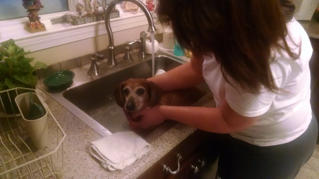 How Often to Bathe Your Pets