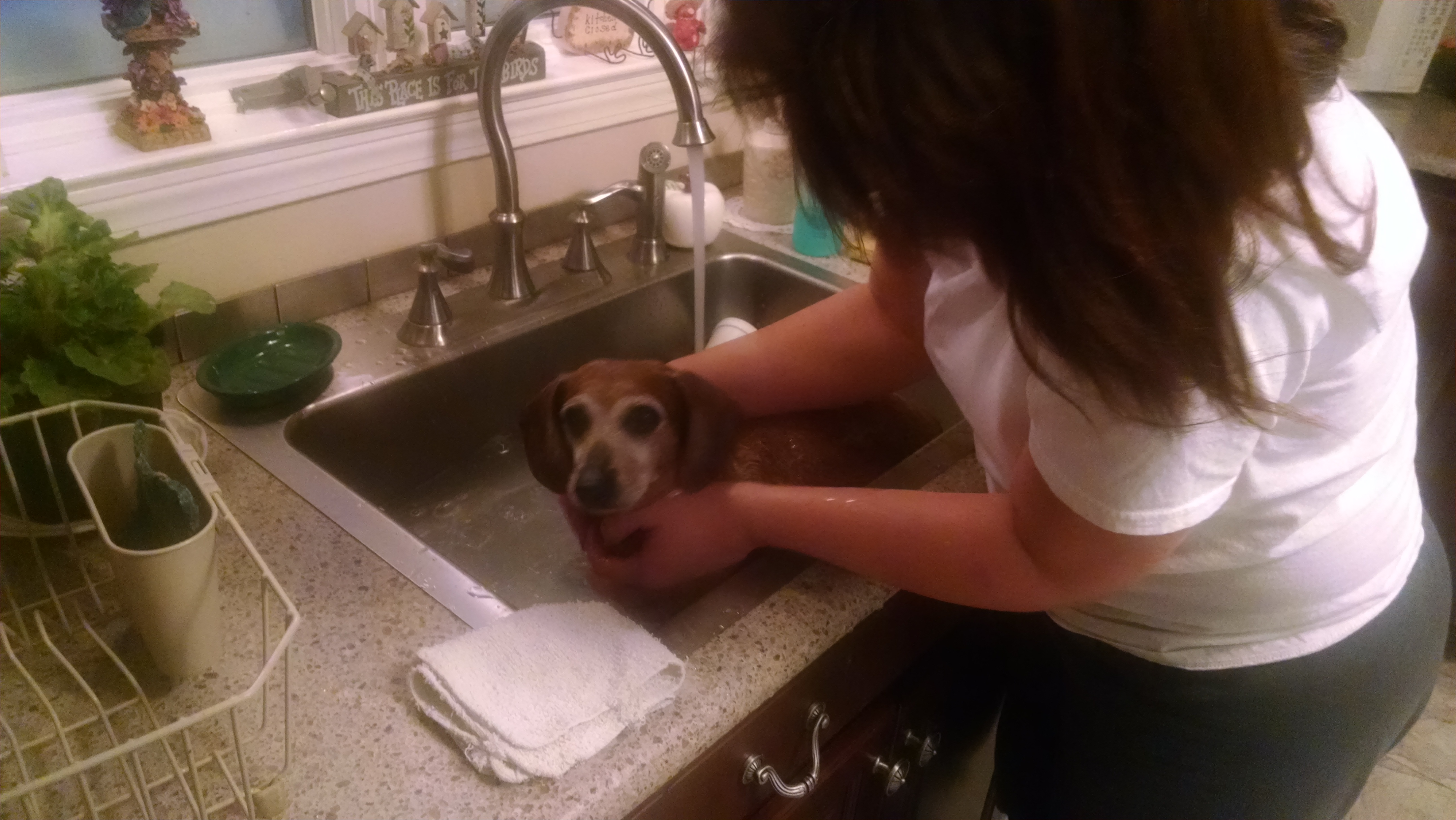 Tips for Bathing the Dog People Loving Animals