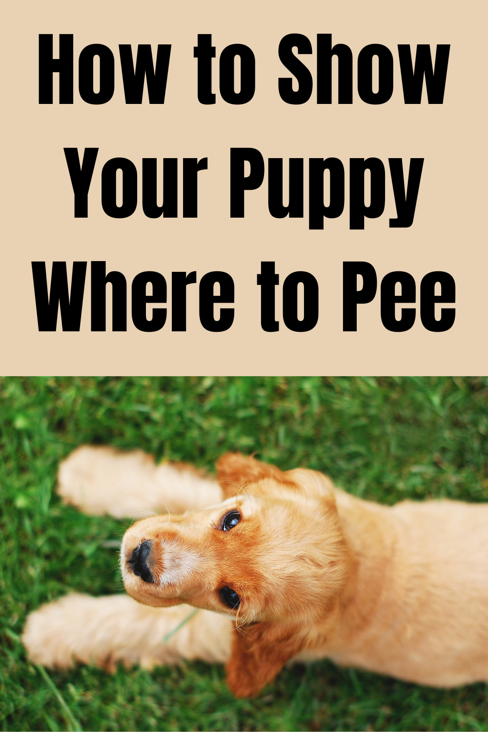 What is the Best Way to Poppy Train a Puppy? FAST and EASY