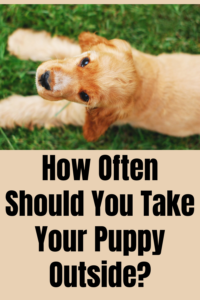 how often to take puppy outside to pee