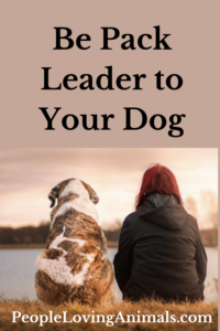 be pack leader to your dog