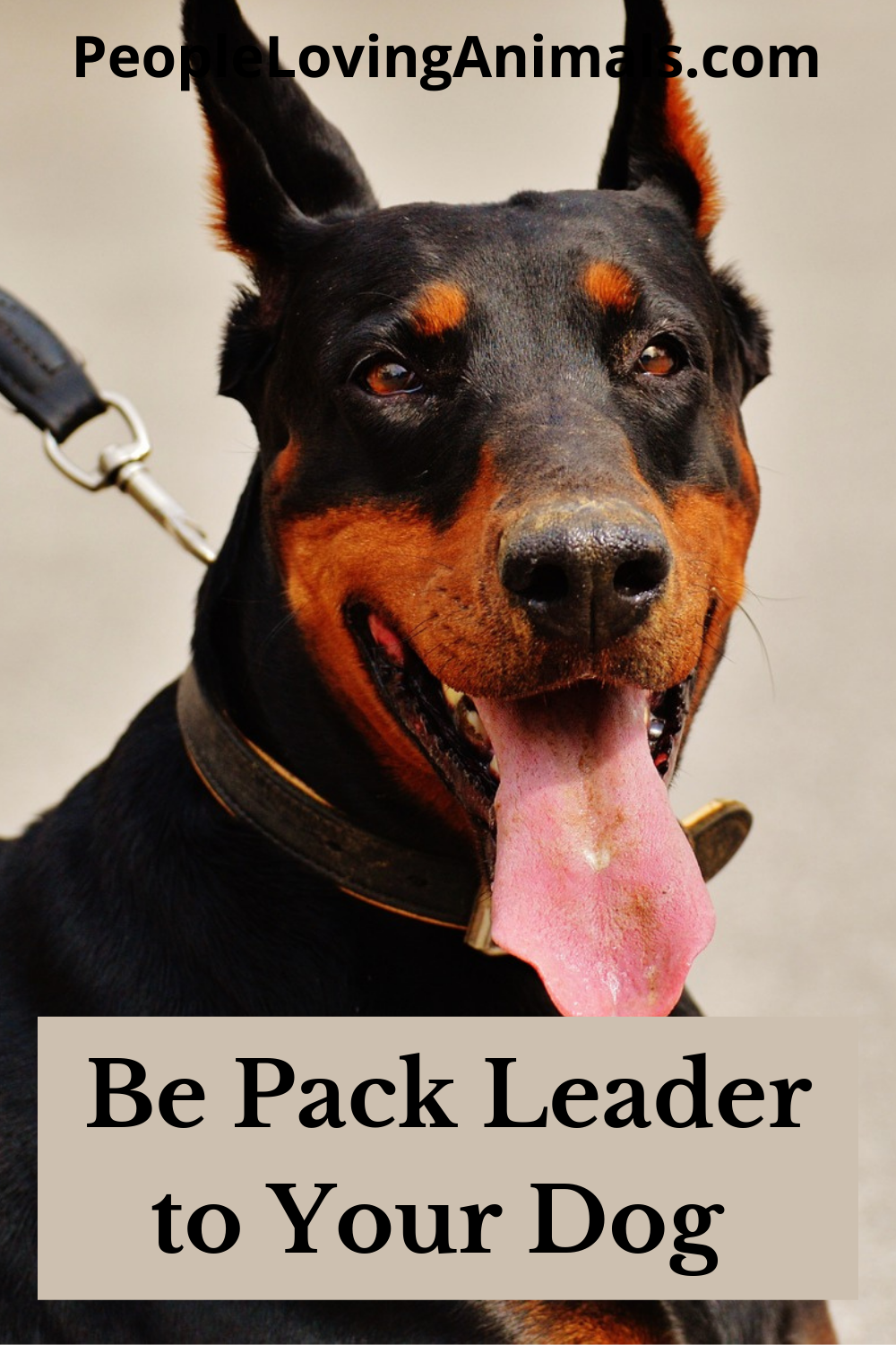 be-pack-leader-to-your-dog-most-effective-dog-training