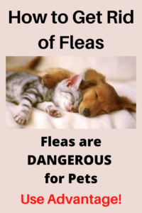 best flea medicine for dogs and cats