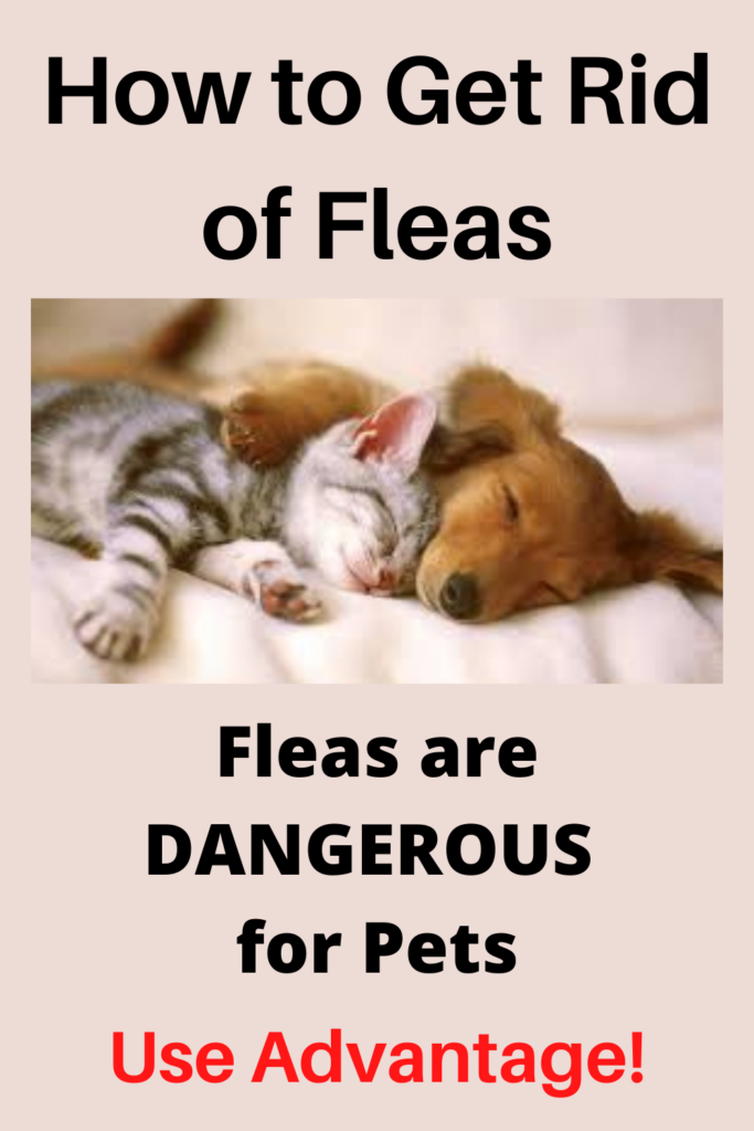 Best Flea Medicine for Dogs and Cats Works Every Time!