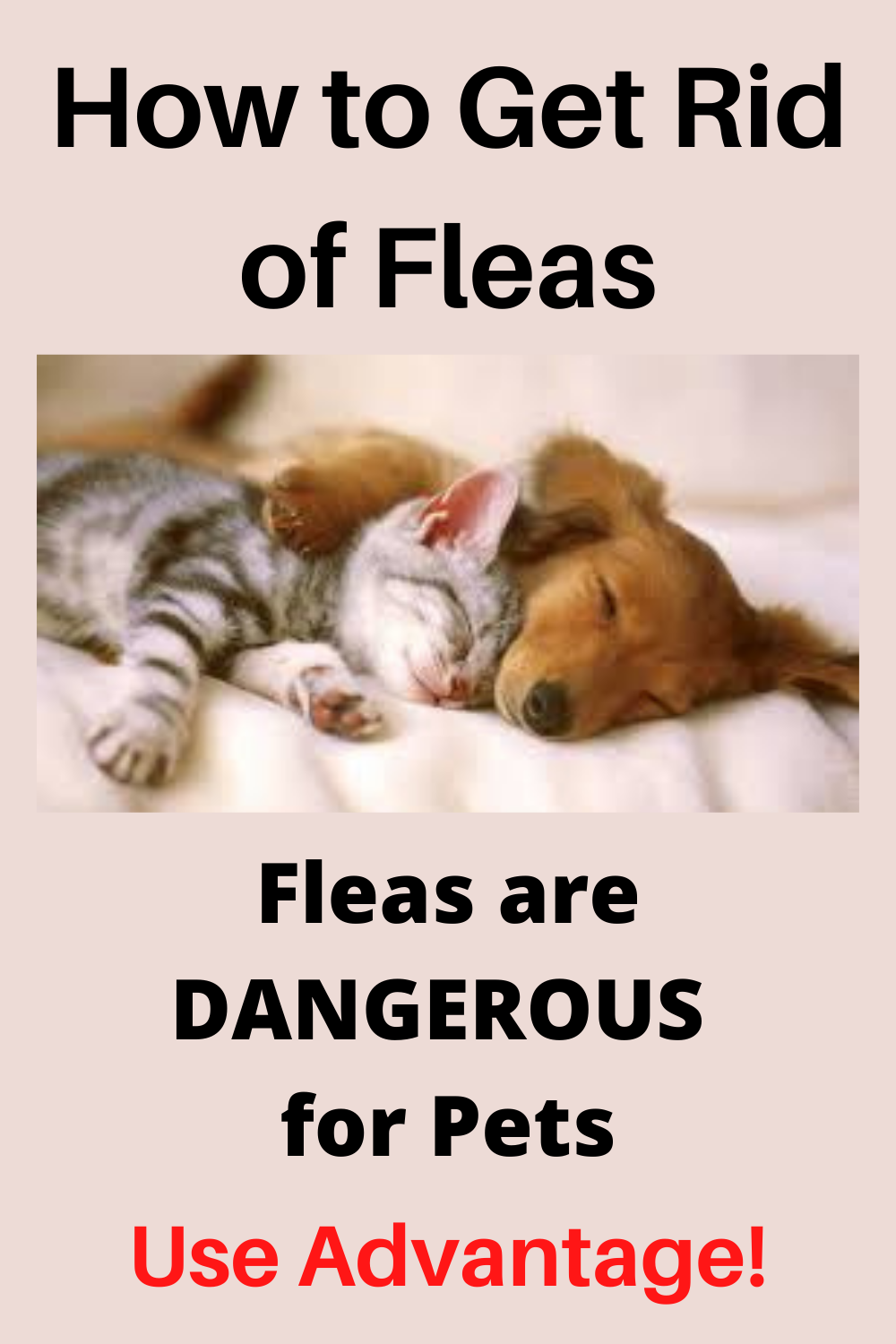 best-flea-medicine-for-dogs-and-cats-works-every-time