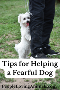 help your fearful dog