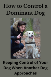 control a dominant dog