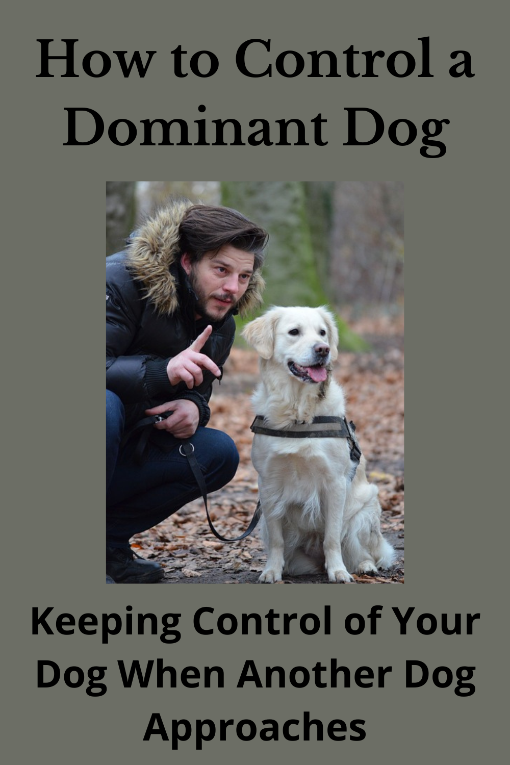 How to Train a Dominant Dog YOU Be the Pack Leader!