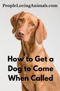 how to get a dog to come when called
