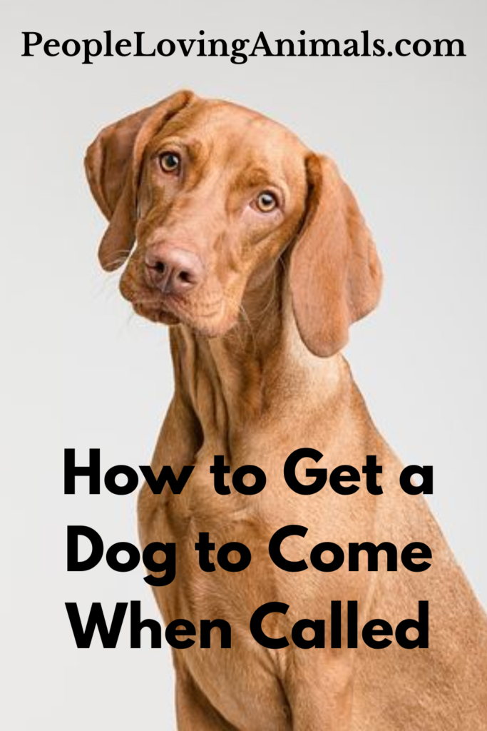 How To Get Dog To Come When Called   3 Easy Steps