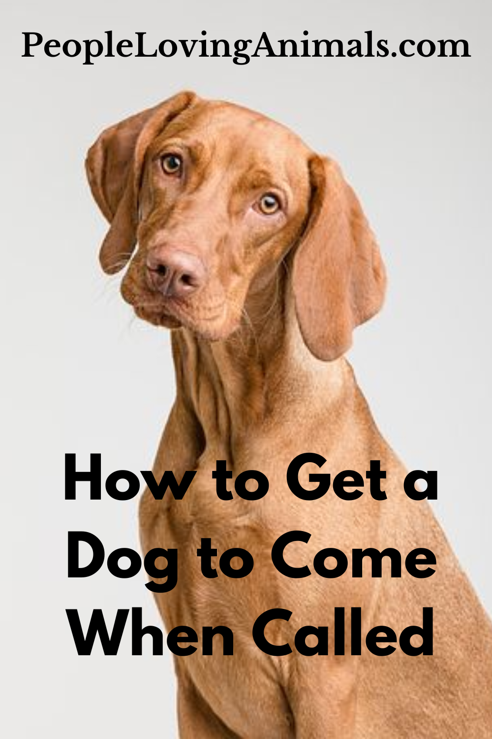 How to Get Dog to Come When Called 3 Easy Steps
