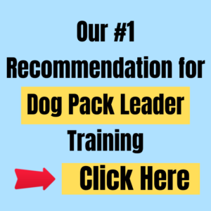 dog pack leader training