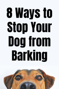 8 Ways to Stop Your Dog from Barking