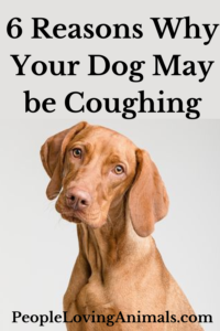 Why Is My Dog Coughing?