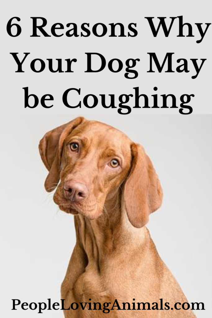Why is My Dog Coughing? Collapsed Trachea in Dogs