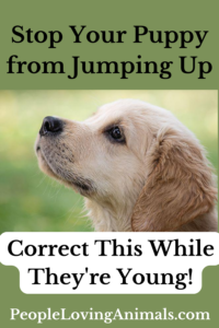 How to Stop Your Puppy from Jumping Up