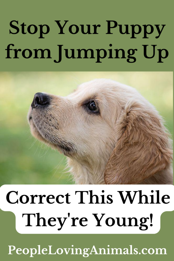 How to Stop Your Puppy from Jumping Up Correct This Early!