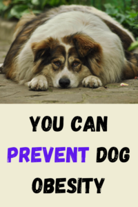 prevent dog obesity