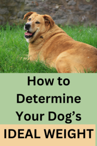 how to determine your dog's ideal weight