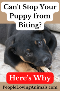 how to stop my puppy from biting
