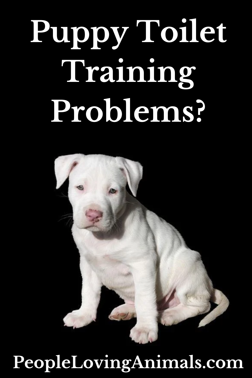 Puppy Toilet Training Problems Free 4Part Video Series