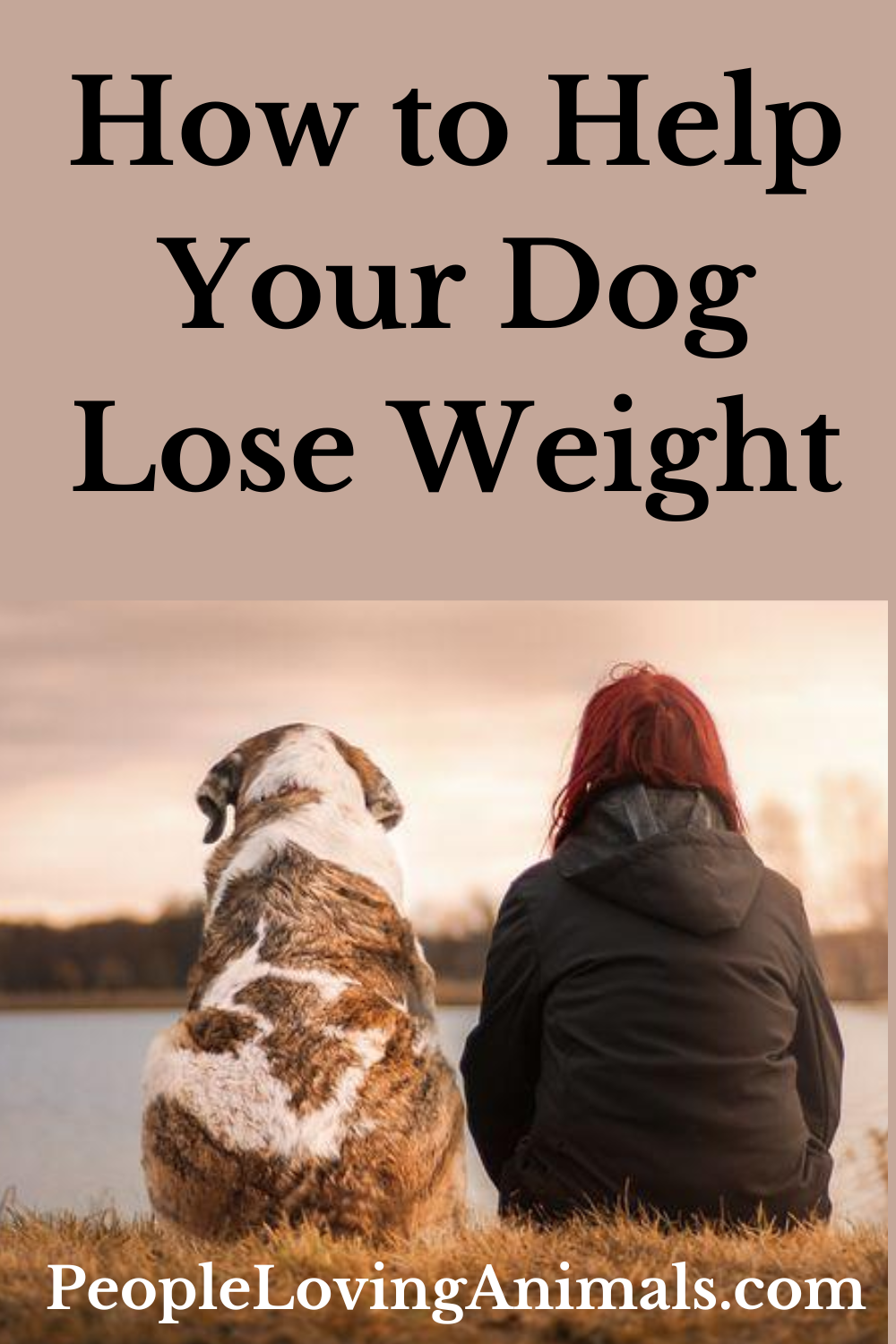 How to Help Your Dog Lose Weight Dog Obesity is Serious!