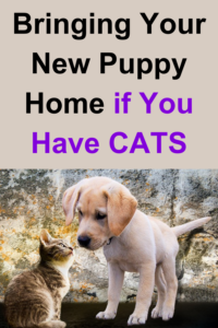 bringing home a new puppy to cats