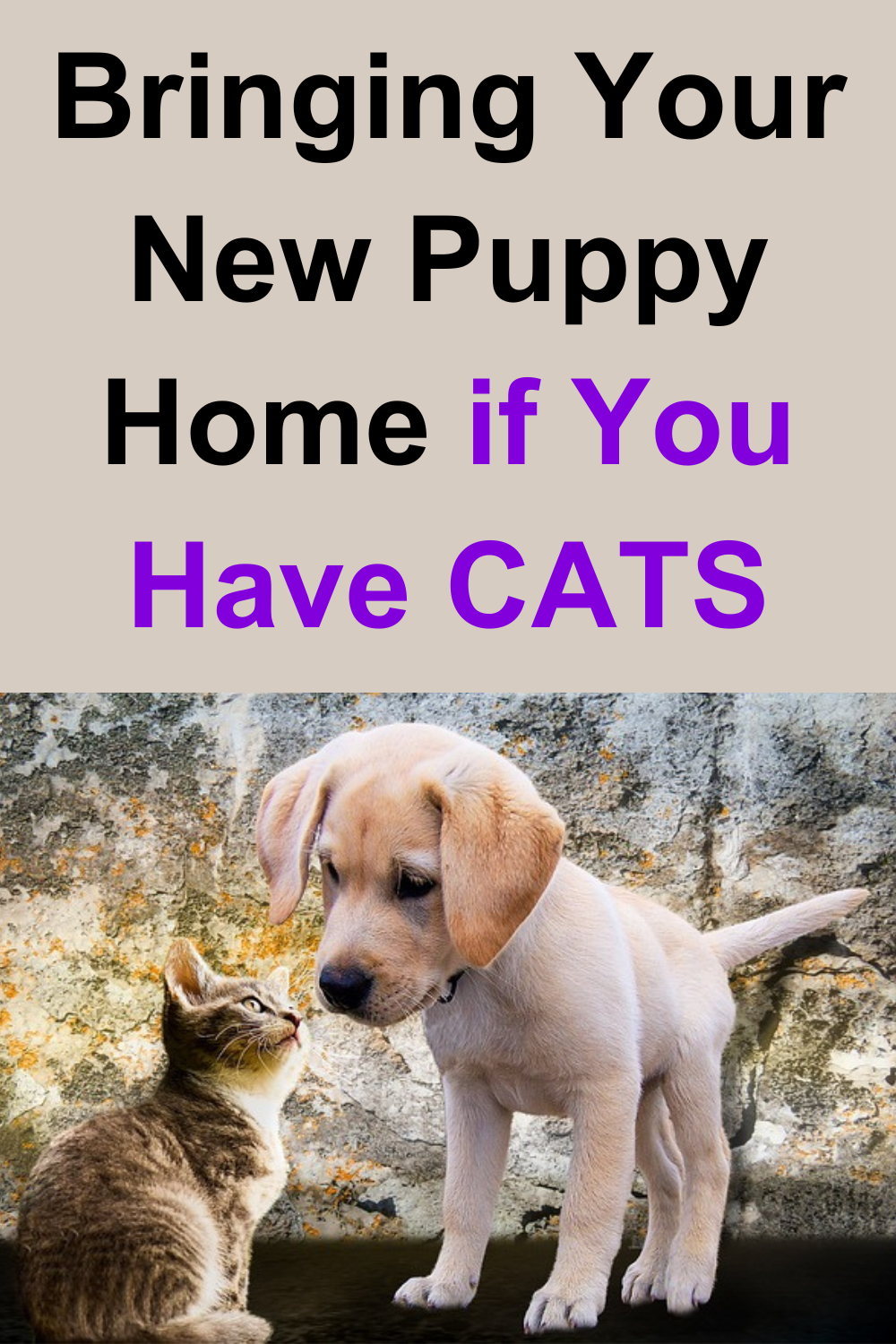 Bringing Your New Puppy Home - Preparing Your Family