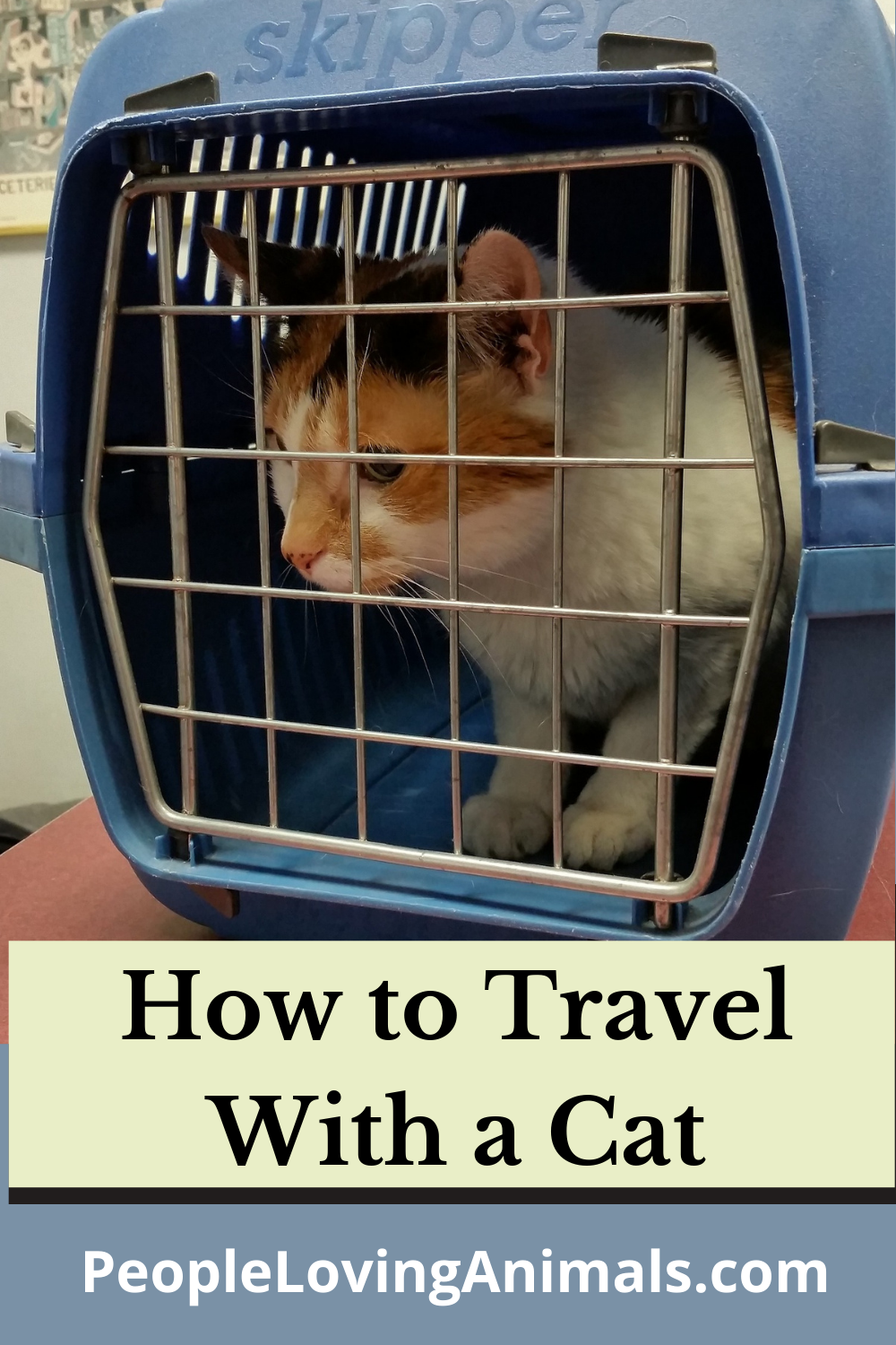 Tips for Traveling with Cats Important Things to Consider