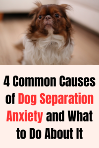 4 common causes of dog separation anxiety