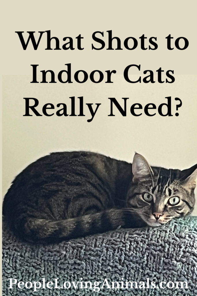 Indoor Cat Health - What Vaccinations And Care Do They Need?