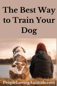 the best way to train your dog