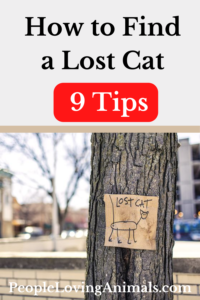 how to find a lost cat