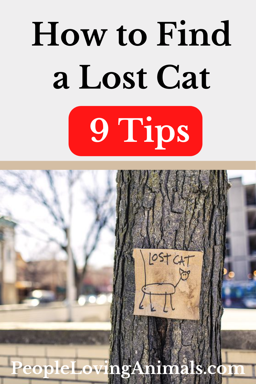 How to Find a Lost Cat 9 Effective Tips