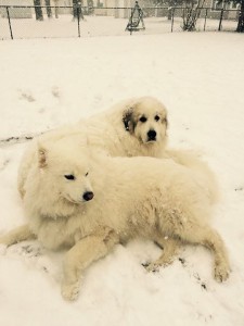 Can Dogs Stand Cold Weather