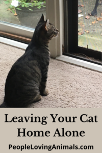 leaving cats home alone