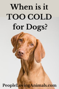 dogs and cold weather
