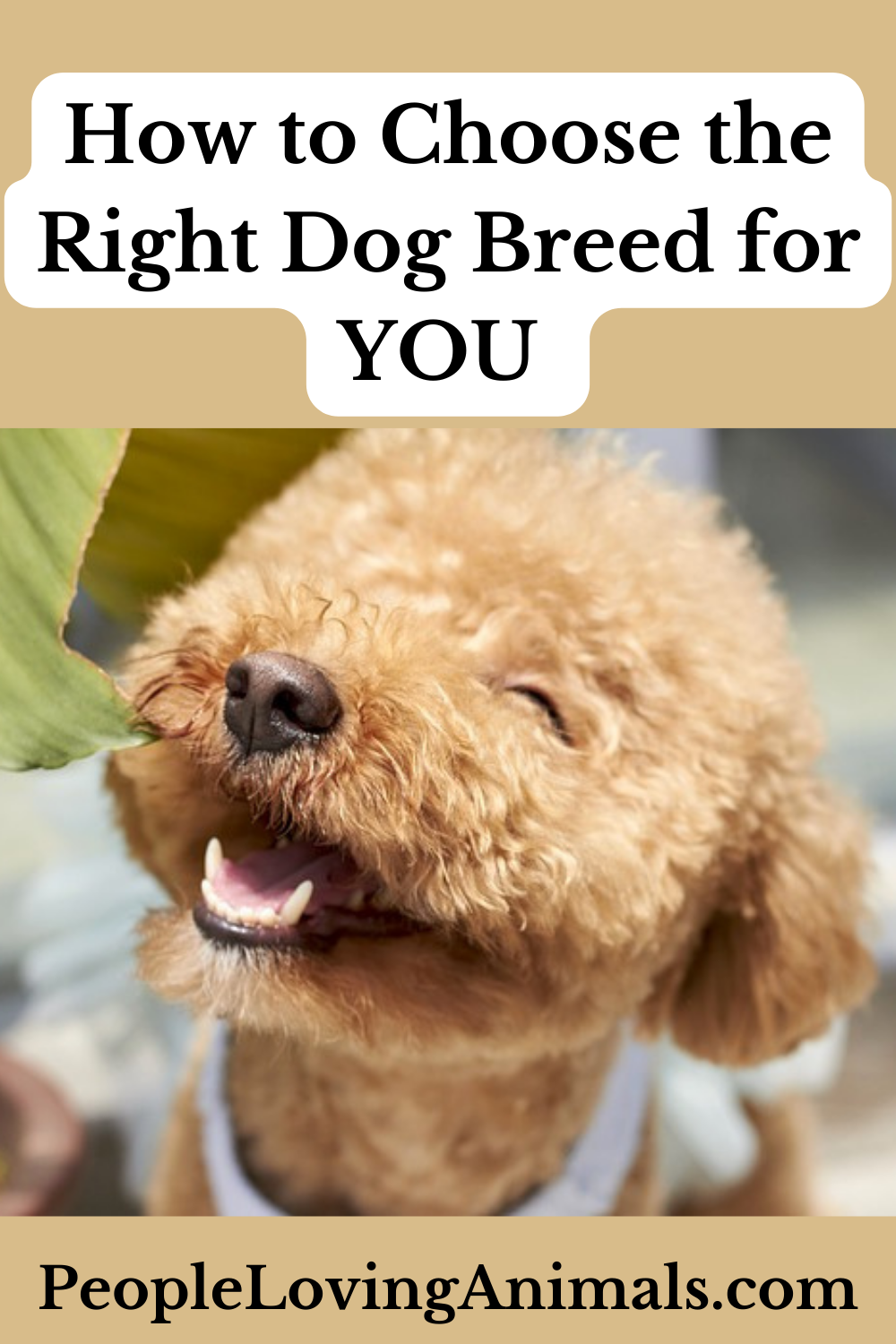 How to Choose a Dog Breed - Important Things to Consider