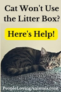 litter box training