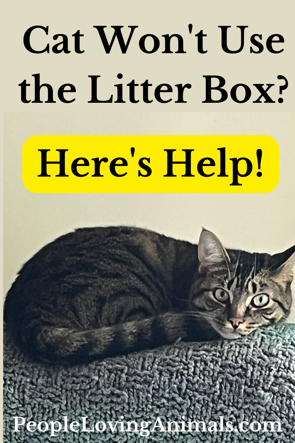 How to Get a Cat to Use the Litter Box - And Why They Won't!