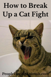 how to break up a cat fight