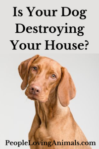destructive dog behavior