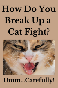 how to break up a cat fight