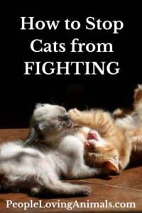 how to stop cats from fighting