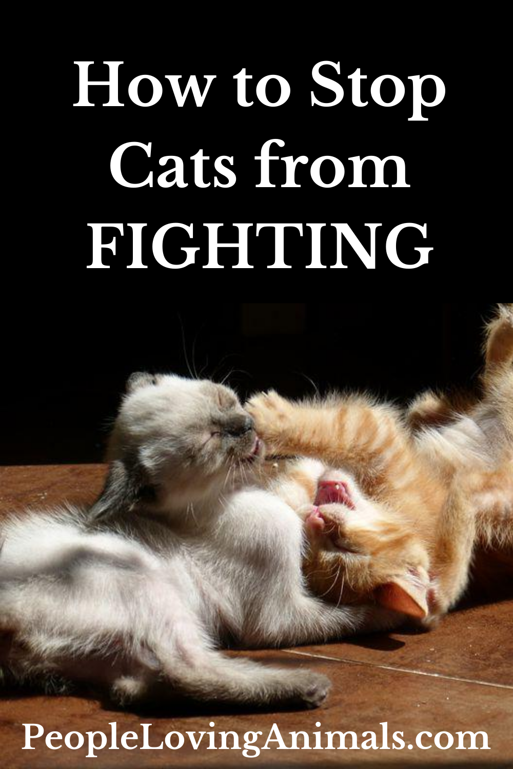 How to Stop Cats from Fighting Why Cats Fight & Solutions