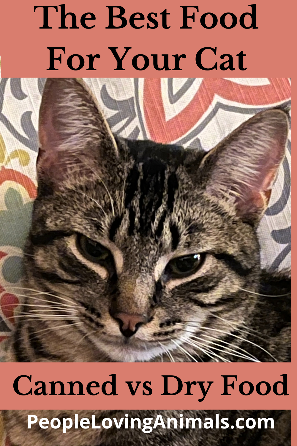 What is the Best Food for My Cat? WET Food!