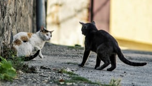 how to separate fighting cats