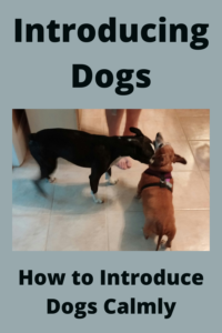 introduce two dogs
