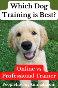 online dog trainer